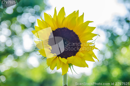 Image of sunflower in the sunshine on a nature background