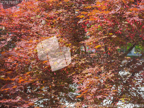 Image of Red maple tree