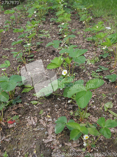Image of Strawberry field