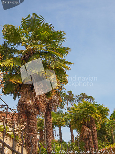 Image of Palm tree