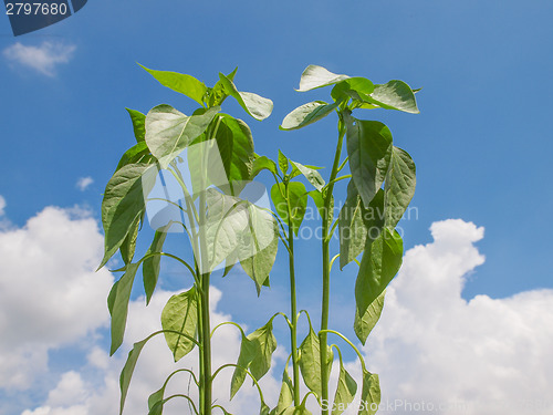 Image of Plug pepper plant