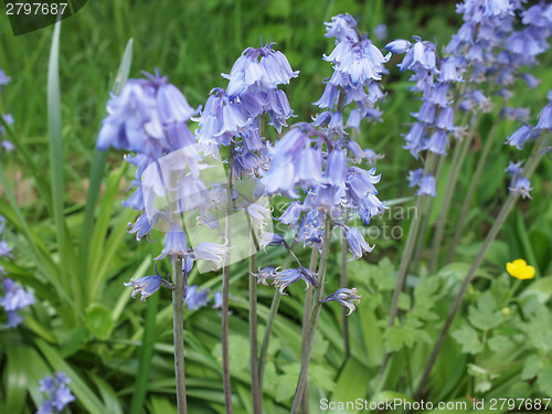 Image of Mertensia virginica flower