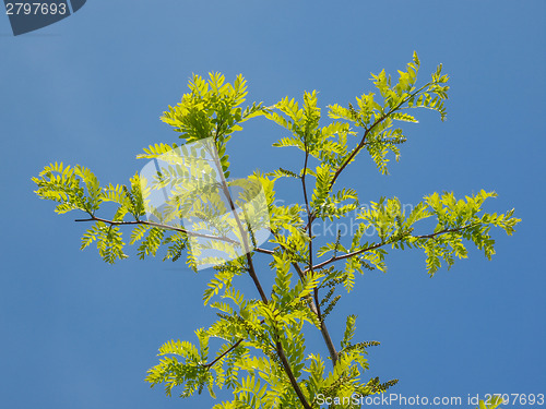 Image of Carob tree