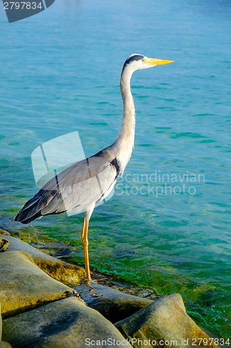 Image of Grey Heron