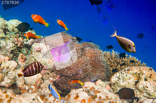 Image of Tropical Coral Reef.