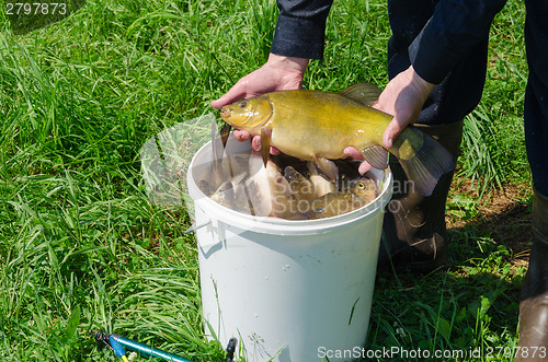 Image of tench fish on male hand over bucket full of fish  