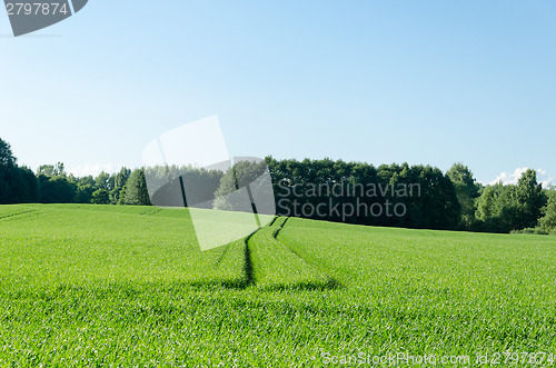 Image of path run trample on rye field in rural landscape  