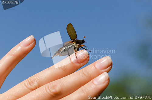Image of palm and fingers crawling big dor spread wings 