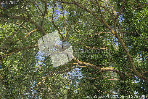 Image of Green leaves on sunlight 