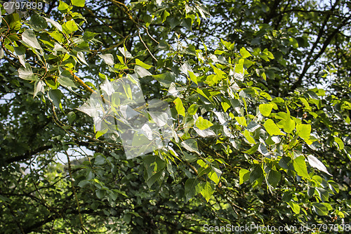 Image of Yellow lichens and green leaves