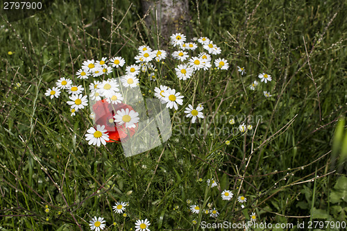 Image of Red poppies and daisies 