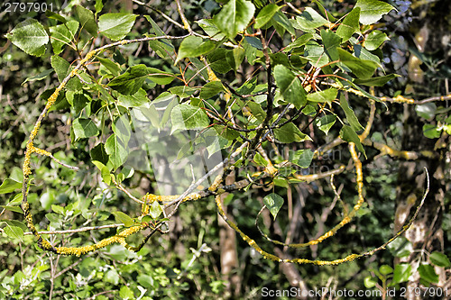 Image of Yellow lichens and green leaves