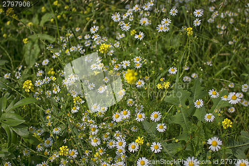 Image of Daisies macro: bellis perennis