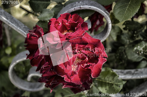 Image of Red roses