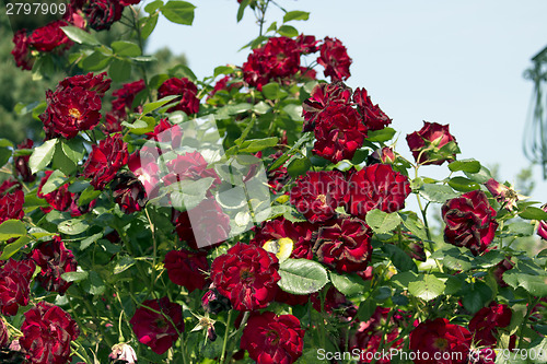 Image of Red roses