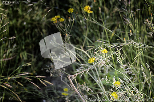 Image of Dandelion flowers on weeds background