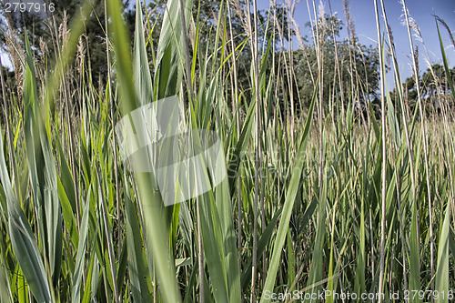 Image of Giant canes on green  background 