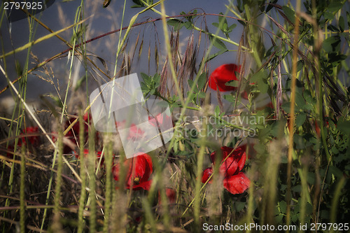 Image of Red poppies on water 