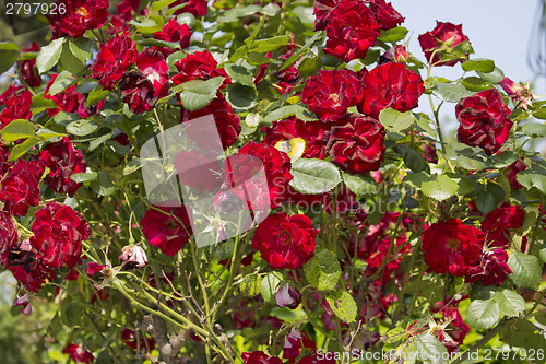 Image of Red roses