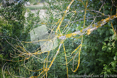 Image of Yellow lichens and green leaves