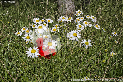 Image of Red poppies and daisies 