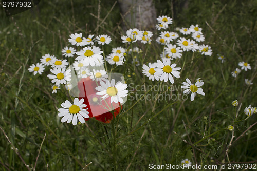 Image of Red poppies and daisies 