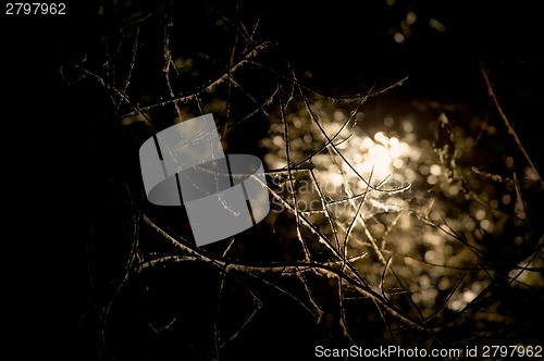 Image of Dark branches