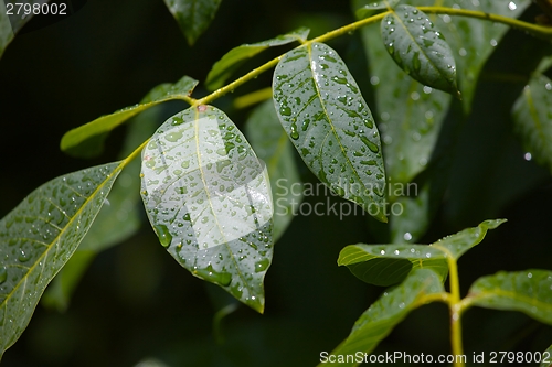 Image of Leaves