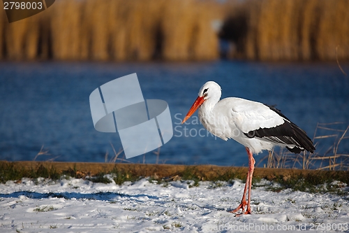 Image of Stork in Winter