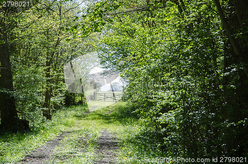 Image of Green tunnel of fresh leaves at a rural road with an old wooden 