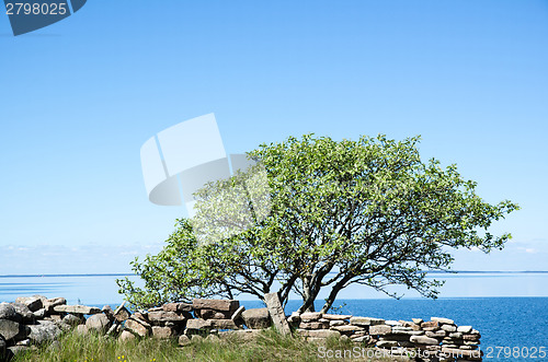 Image of Single tree by a stonewall at coast with calm water