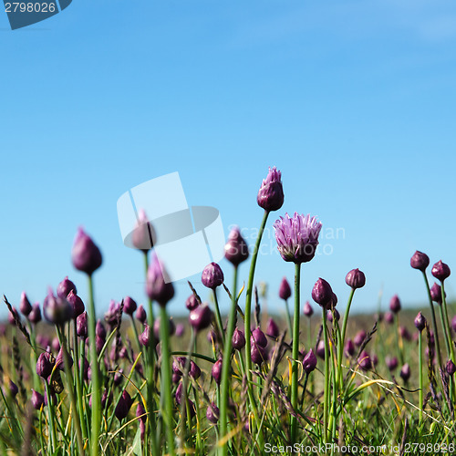 Image of Blossom wild garlic and buds in a grassland with blue sky