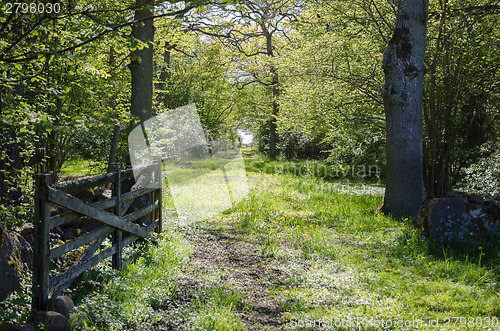 Image of Old wooden gate at a fresh and shiny green rural road through a 