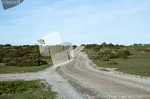 Image of Winding gravel road through a landscape with lots of junipers