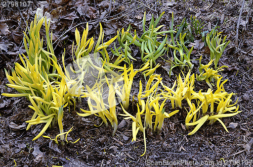 Image of green shoots sprouting in spring