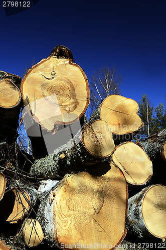 Image of felled in the forest trees on a background of sky