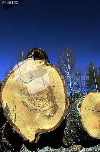 Image of felled in the forest trees on a background of sky