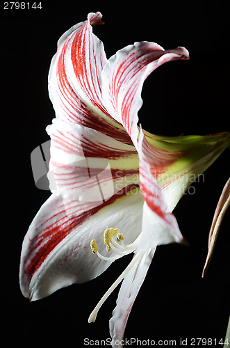 Image of blooming amaryllis on a dark background