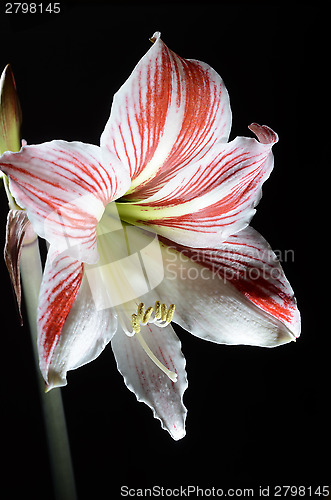 Image of blooming amaryllis on a dark background