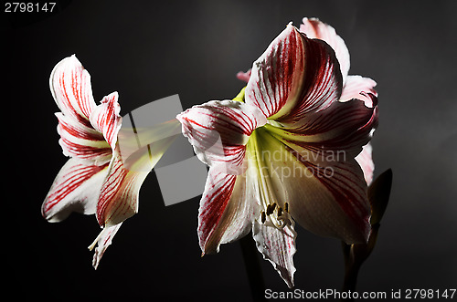 Image of blooming amaryllis on a dark background