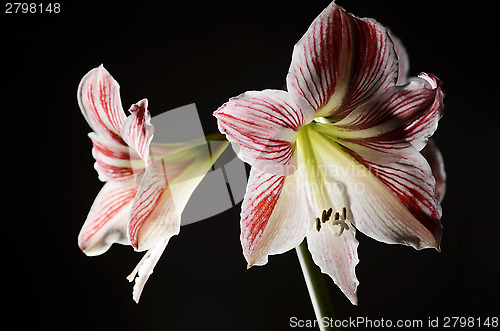 Image of blooming amaryllis on a dark background