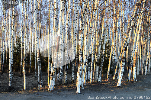 Image of trunks of birch trees in spring