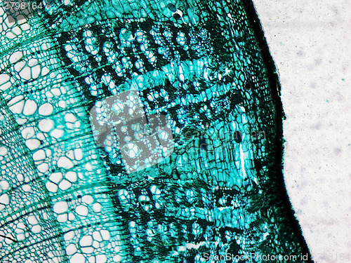 Image of Pine Wood micrograph