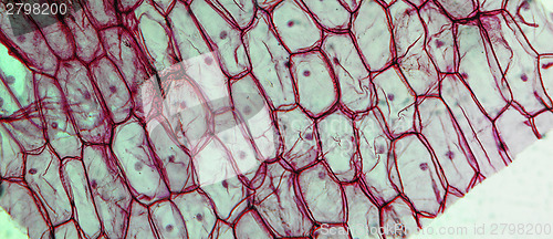 Image of Onion epidermus micrograph