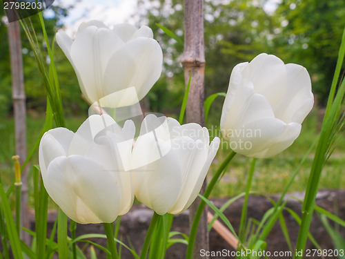 Image of White tulip flower