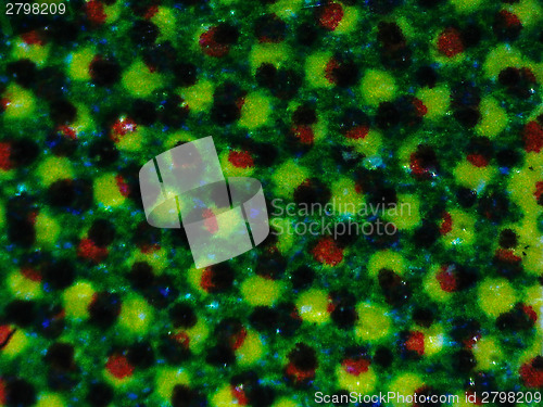 Image of Halftone micrograph