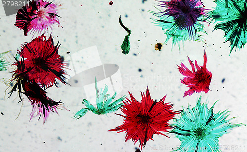 Image of Apple micrograph