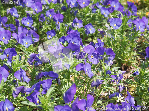Image of Viola flower