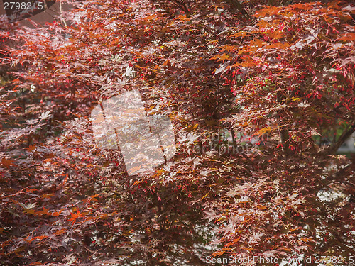 Image of Red maple tree