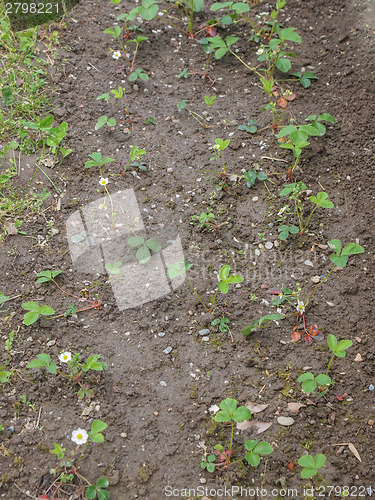 Image of Strawberry field